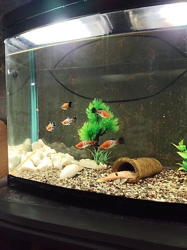 yarasa yuvasi aliram: 6 ədəd tam yetkin,bala veren koi meçinoslardi 1 erkek 5 disi tam — 1