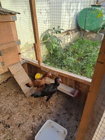 cuce toyuq: Heyrati — 2