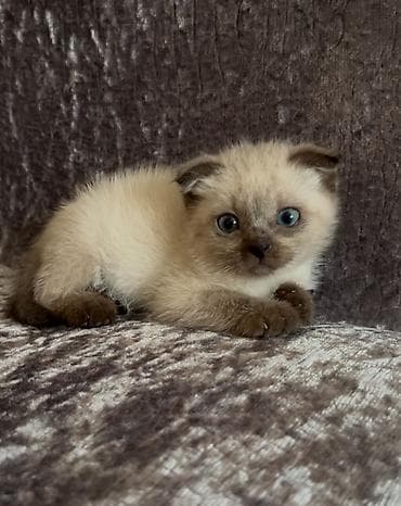 canlı yem: Siam — 5