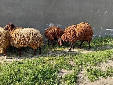 balalı qoyunlar: Dişi, Qala, il: 1, 50 kq, Damazlıq, Ünvandan götürmə — 3