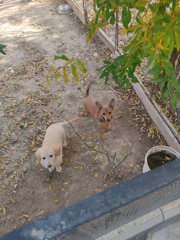 bala it sekilleri: Zvanok - Cins: açıq-qəhvəyi - Yaş: balalıq dövrü 4 aylıq - — 2