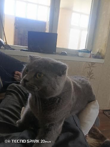 hamster near me: Pişiy satilir tam saqlam heyvandi erkyedi alan adama yemi su qabsi ve — 2