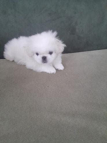 itlerde gene: Pekin qədeş balası – ağ rəngli, uzun və yumşaq tüklü, kompakt bədən — 6