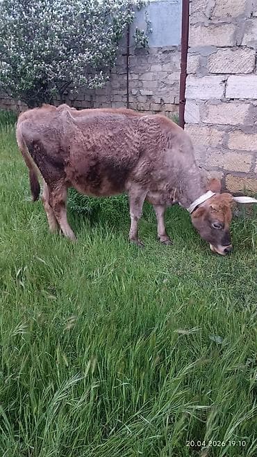 inəklər: Simental tipli dişi inək - Rəng: açıq-qəhvəyi və ağ ləkəli - Sağım — 7