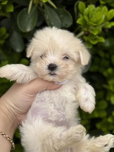 cins heyvanlar: Peyvəndli — 6