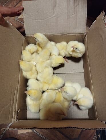 Inəklər, öküzlər: Toyuq cücələri, Ətlik, Ünvandan götürmə — 3