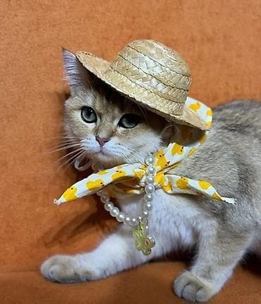 Pişiklər: Erkək, Yaxşı əllərə, Ünvandan götürmə — 7
