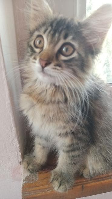 pisik cutlesdirme: Tabbi, Yaxşı əllərə — 8