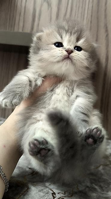 pisik yuvalari: Britan — 5