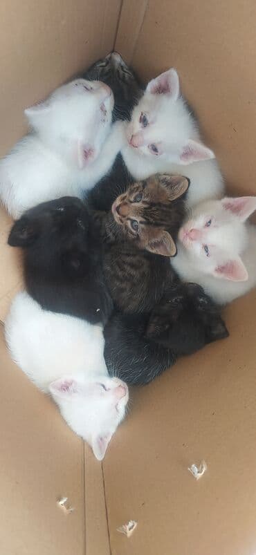 енот в баку купить: Bir qutuya yığılmış bir neçə pişik balası. Ağ, qara və zolaqlı — 3