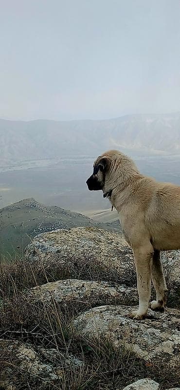 Gəmiricilər: İlan: Balaca it balaları – təsərrüfat-mühafizə və ailə yoldaşı - Cins — 7