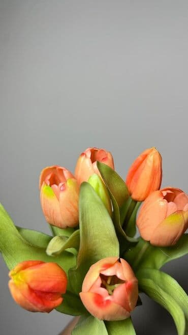 tülpan gülü haqqında: Məhsul: Tülpan gulleri - Rənglər: Şaftalı-narıncı və ağ tonlarda — 1
