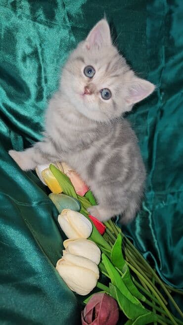 sari pisik: Şotland, Erkək, Dişi, Ünvandan götürmə — 9