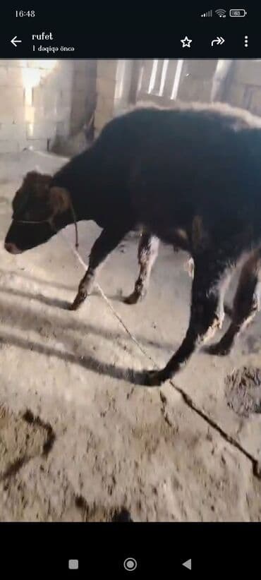 Alfa Romeo: Dana, buzov — 2