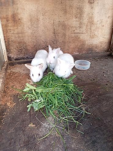 bala dovsanlarin beslenmesi: Ağ rəngli balaca dovşanlar - Növ: dekorativ/ev dovşanı balaları - — 1