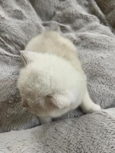 Золотая шиншилла — 6