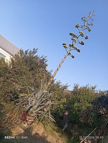 kala bitkisi: Aqava (Agave americana) – iri ölçülü dekorativ bitki - Nəhəng rozet — 4