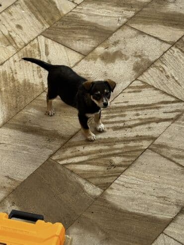 husky balaları: 3 ay, Peyvəndli — 7