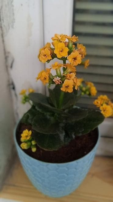 gul refleri: Kalanxoe gülləri.Hər biri torf torpaqla perlit azot və fosforu — 3