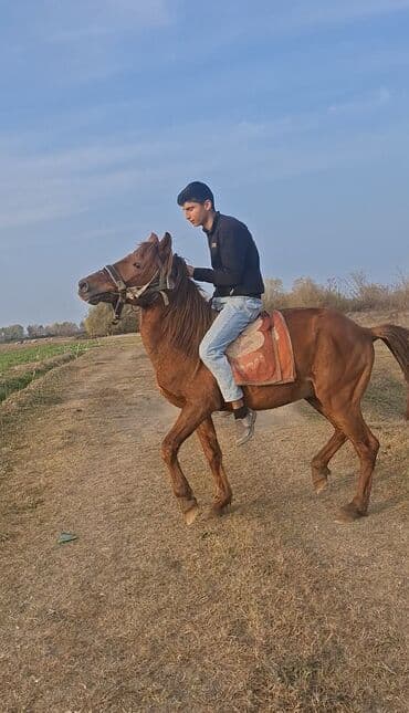 Daewoo: Minik atı – qır rəng, çevik və dözümlü - İstifadə sahəsi: minik və — 2