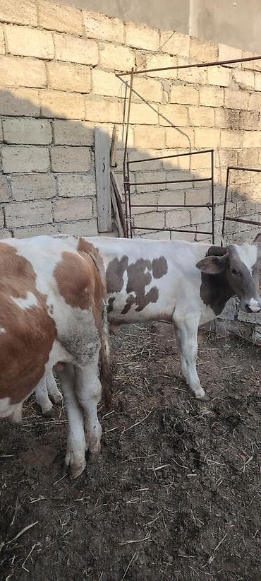 danlar: Salam super cins erkey danadi esil saxlamalig danadi — 3