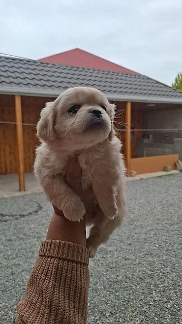 Gəmiricilər: Pekines, 2 ay, Dişi, Peyvəndli, Pulsuz çatdırılma — 2