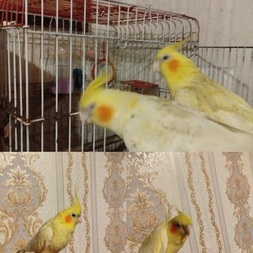 Məhsul: Koqatil (nimfa) papuqayları və qəfəs Təsvir: - Şəkillərdə