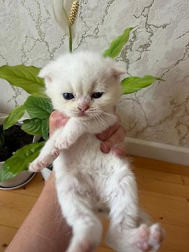 Ağ tüklü, mavi gözlü balaca pişik balası - Rəng: tam ağ, yumşaq və