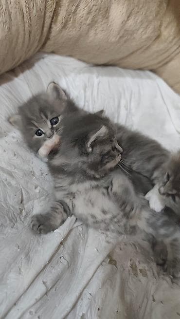 mini spic: Şotland uzun tüklü — 1