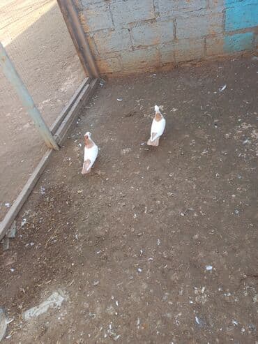 Heyvanlar üçün mallar: Yeni il edirimi temiz abrez pecat Desde abrez erkek maya Super balalar — 4