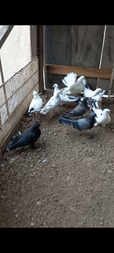 Göyərçinlər: Ev göyərçinləri – bir qrup müxtəlif cinslər: - Qartopu kimi ağ — 3