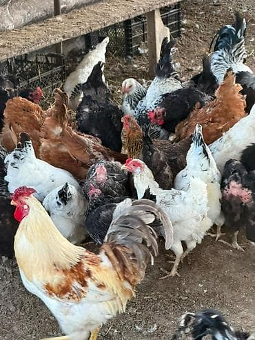 dovşan satışı: Cins toyuq və xoruzların satışı Şəkildə gördüyünüz cins toyuqların — 4