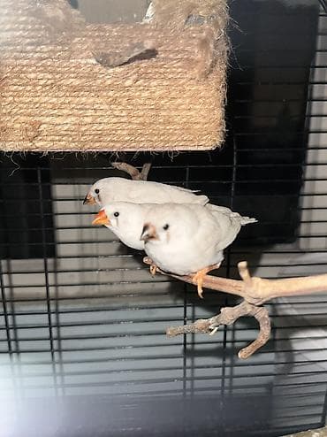 danisan popuqay: Amadin quşlari, hamısı ayrı ayrı cütlərdi, Gözüm kimi baxdiğım çox — 8