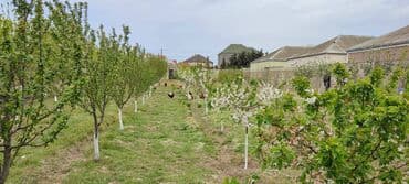 türkanda torpaq: 15 sot, Tikinti, Makler, Bələdiyyə, Kupça (Çıxarış) — 2