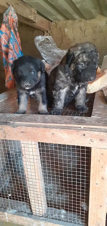 afçarka: Peyvəndli — 5