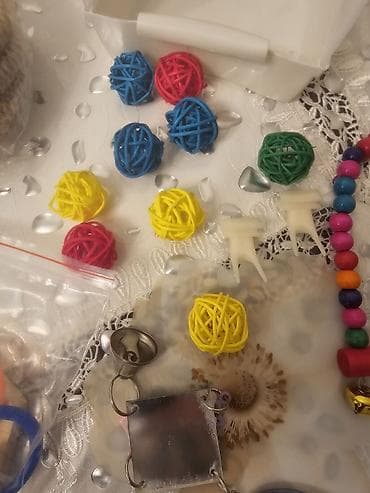 Yuvalar: Nimfa (cockatiel) cütü və tam avadanlıqlı qəfəs dəsti. Biri erkek biri — 8