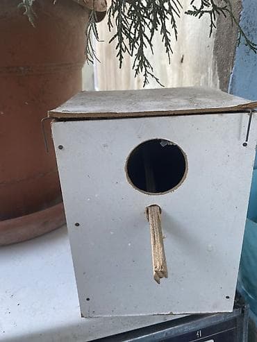 balaca tuklu it: Dalğalı tutuquşu dəsti - 2 ədəd dalğalı tutuquşu (birinin rəngi sarı — 2