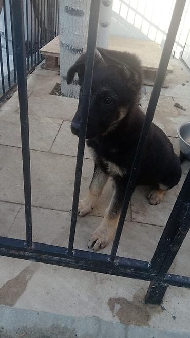 afcarka alman: Alman çoban iti — 2