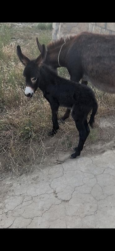 haski balası: Eşşək ana-bala cütü - Növ: Eşşək (dişi ana) və balası - Rəng: Ana – — 3