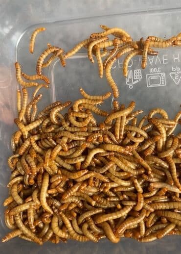 ağdaş yem fabriki: Un qurdu.Heyvanlar üçün canlı yem.400 ədəd 5azn — 2