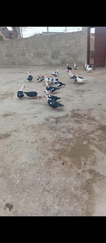 ordey balalari: 2 ilik ordek fərədir sonu 25₼ — 2