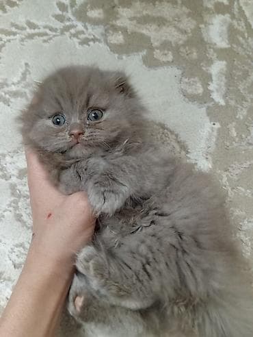 mini spic: Şotland uzun tüklü — 5