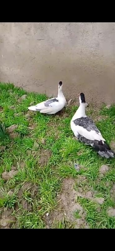 Yemlər: SATILIR CÜT XORUZ FƏRƏ QİYMƏT CÜTÜNƏ AYİDİR — 2