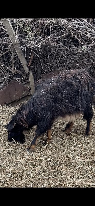 Козы, козлята: Boğaz keçidir xırda yelin vurub yaşlı keçidir dişlerin atıb ama arpa — 5