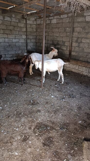 cins ineklerin qiymeti: Məhsul: Keçilər satılır boğaz keçilər sudlü heyvanlardı Qiymət: 400 — 5