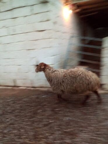 Gəmiricilər: Qiymət cütünə ayıdır real alıcıya endirim olacaq boğaz heyvan di — 6