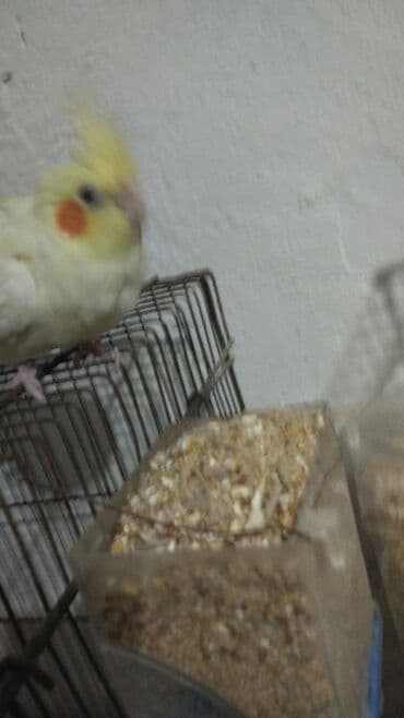 Nimfa (Cockatiel) – sarı/albino ləkəli rəng - Növ: Nimfa papağanı