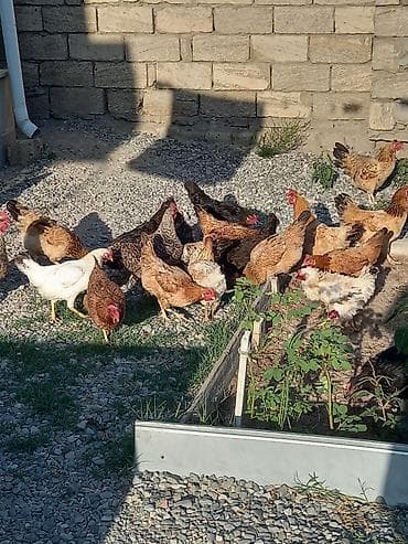 Toyuq, Damazlıq, Ödənişli çatdırılma