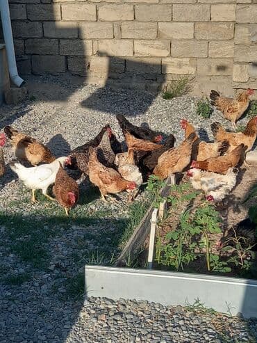 brama toyuq: Toyuq, Damazlıq, Ödənişli çatdırılma — 6