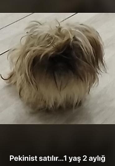 haski balası: Pekines, 1 il, Dişi, Peyvəndli — 1